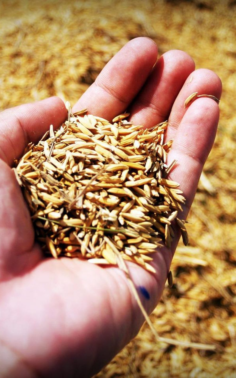 rice, hand, harvest-1549131.jpg